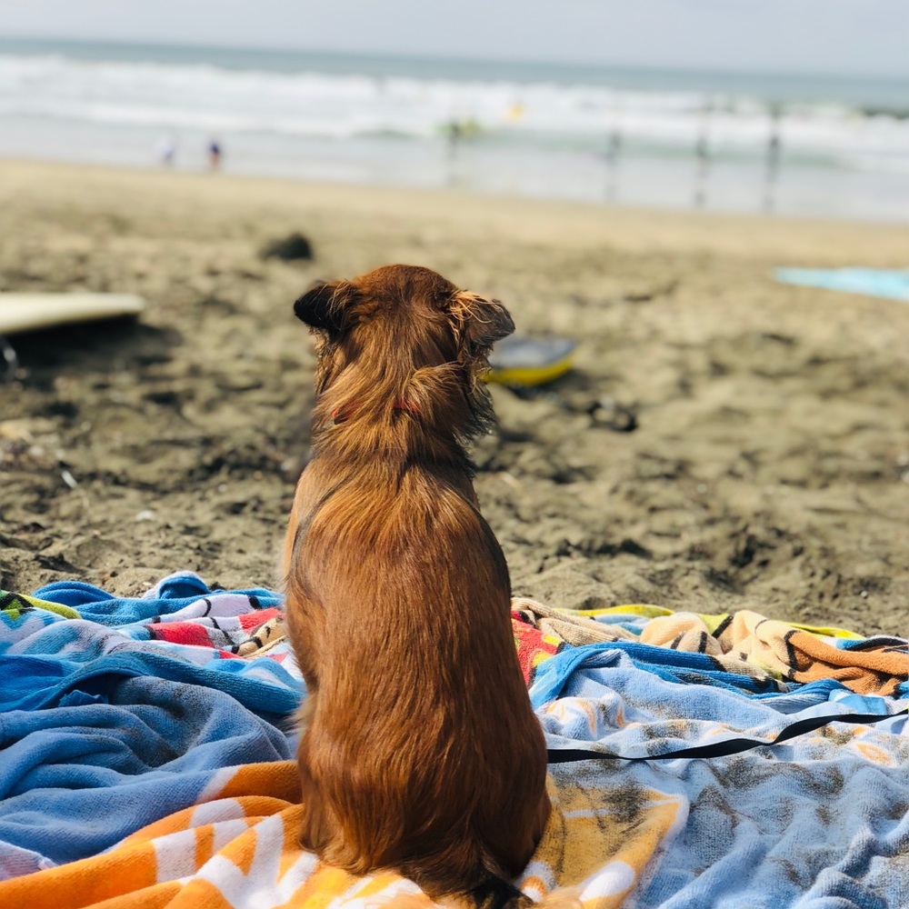 Meet your Posher, Rosy